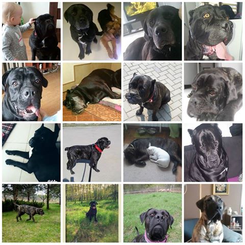 Malutka część naszych adopciaków śle Wam moc buziaków w podziękowaniu za Udostępnienia i pomoc w nowych Rodzin znalezienia 